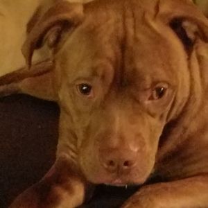 Meet your Posher, Brandi